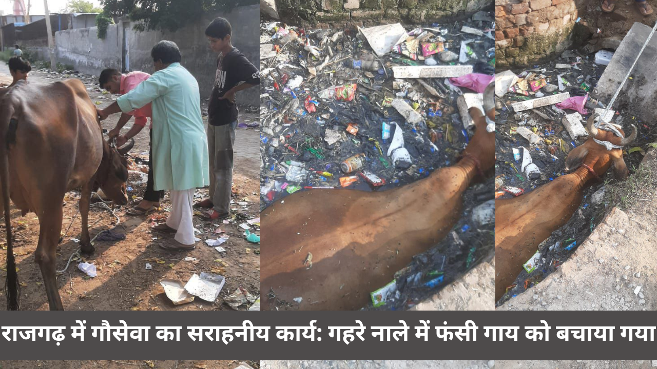 राजगढ़ में गौसेवा का सराहनीय कार्य: गहरे नाले में फंसी गाय को बचाया गया